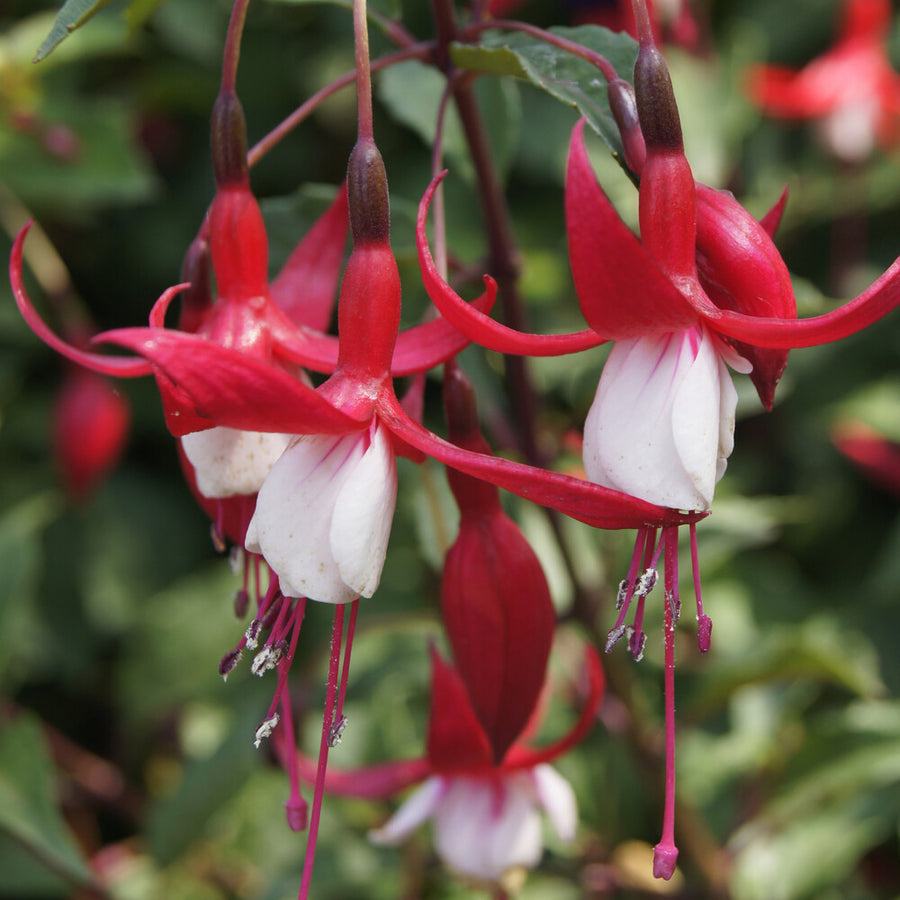 Fuchsia Rousalien Fuchsias | Achat, Vente en ligne - Willemse