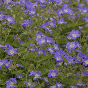 Geranium sylvaticum Mayflower - Géranium vivace des bois Mayflower - Géraniums vivaces
