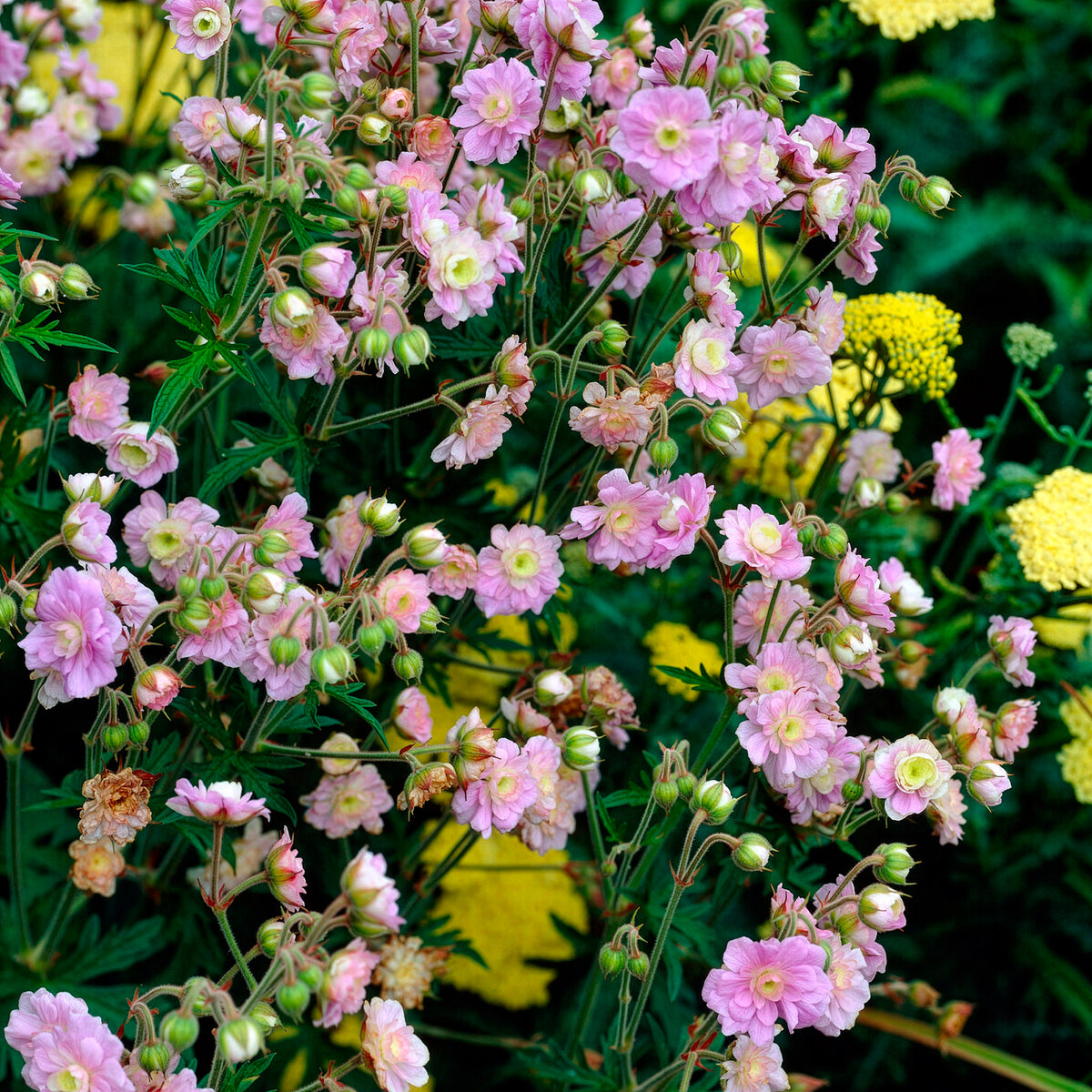 Géranium vivace Summer Skies - Geranium pratense Summer Skies - Willemse