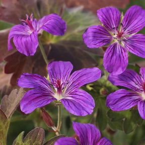 Geranium wlassovianum - Géranium vivace de Sibérie - Géraniums vivaces