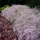 Gypsophile Rosenschleier - Willemse
