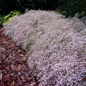 Gypsophile Rosenschleier - Willemse