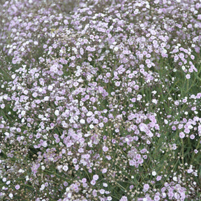 Gypsophile Rosenschleier - Gypsophila paniculata Rosenschleier - Willemse