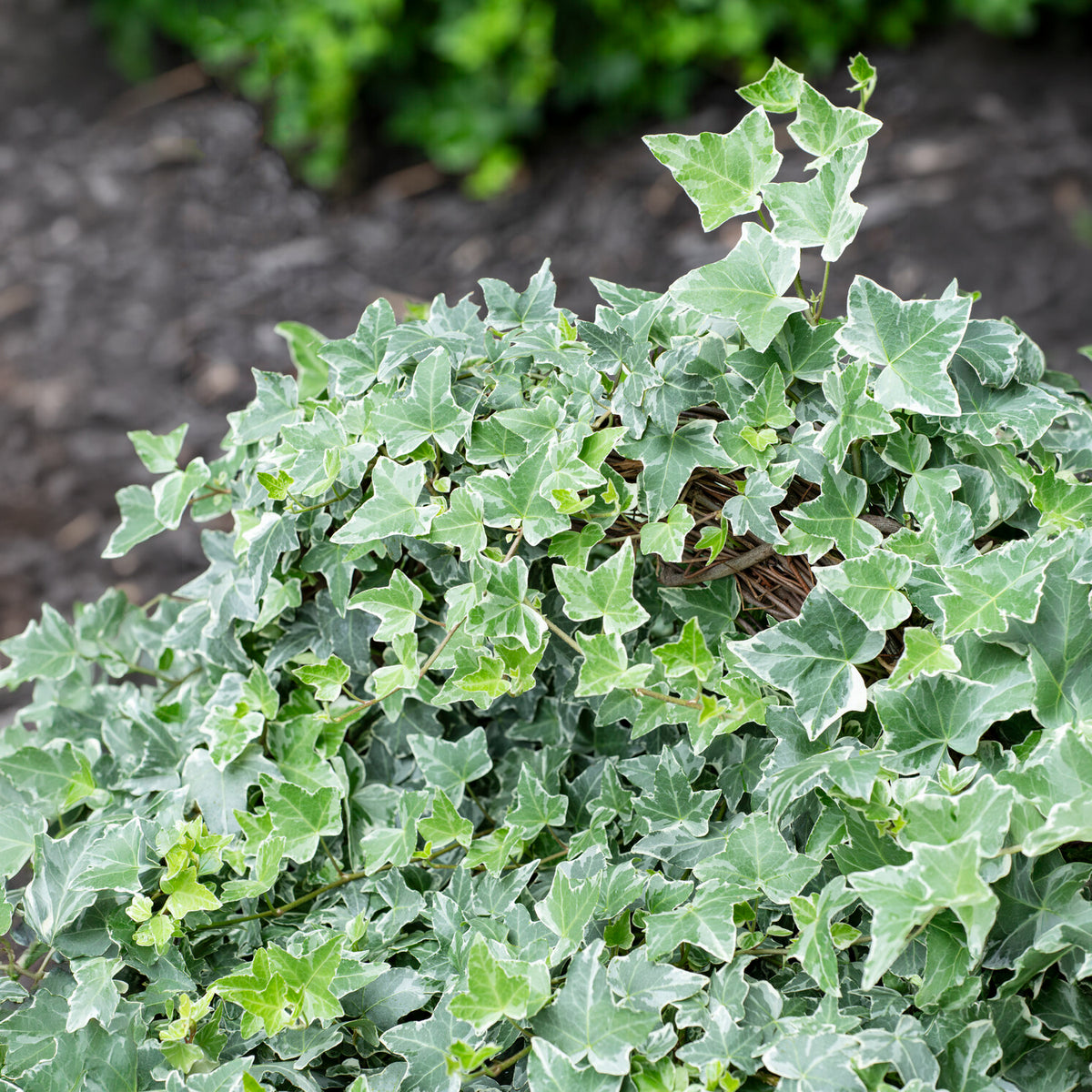Lierre commun Glacier - Hedera helix Glacier - Willemse