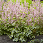 Heucherella Tapestry - Willemse