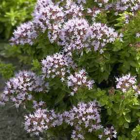 Origan Compact - Origanum vulgare Compactum - Willemse