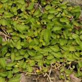 Cotule dioique Minima Cotule naine - Willemse