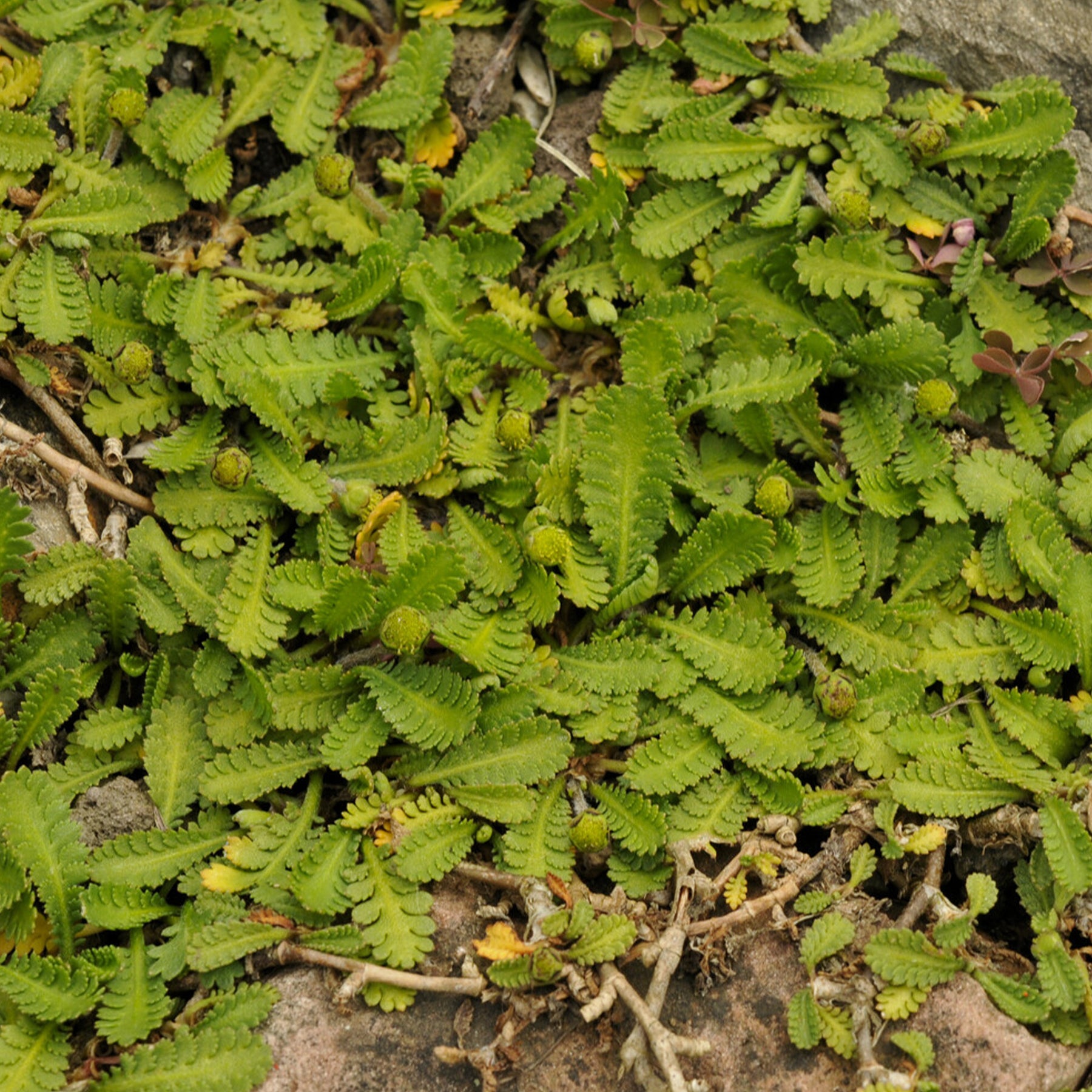 Cotule dioique Minima Cotule naine - Willemse