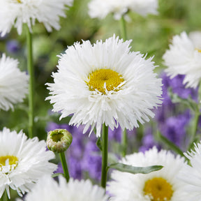 Marguerite d'été Laspider - Leucanthemum superbum laspider - Willemse