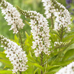 Lysimachia clethroides - Lysimaque de Chine - Lysimaque