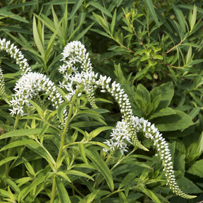 Lysimaque - Lysimaque de Chine - Lysimachia clethroides
