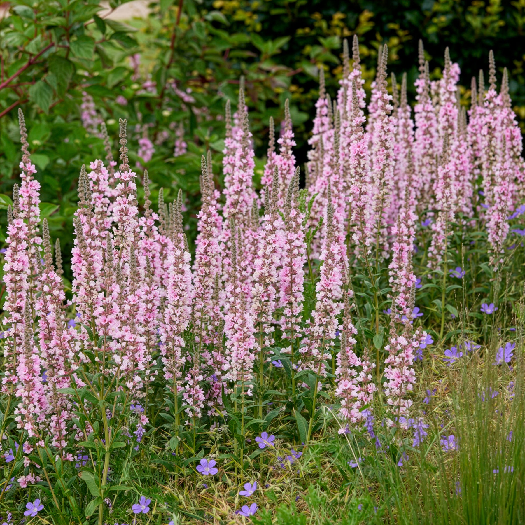 Salicaire - Salicaire commune Blush - Lythrum salicaria Blush
