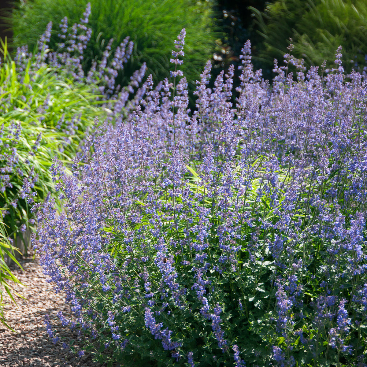 Nepeta Six Hills Giant - Willemse