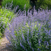 Nepeta Six Hills Giant - Willemse