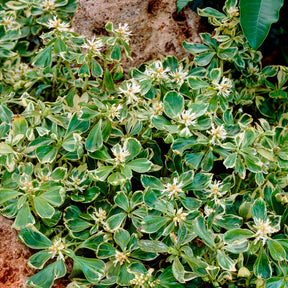 Pachysandra terminalis variegata - Pachysandre du Japon panaché - Pachysandre