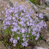 Phlox rampant Blue Ridge - Willemse