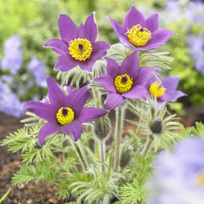 Anémone pulsatille - Willemse