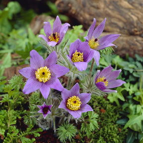 Pulsatilla vulgaris - Anémone pulsatille - Fleurs vivaces