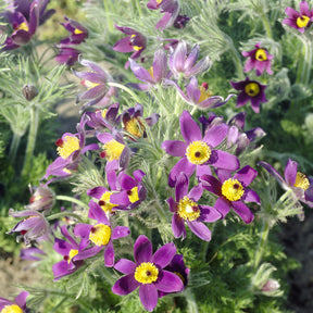 Anémone pulsatille - Pulsatilla vulgaris - Willemse