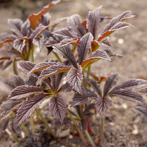 Rodgersia Bronze Peacock - Rodgersia Bronze Peacock - Willemse