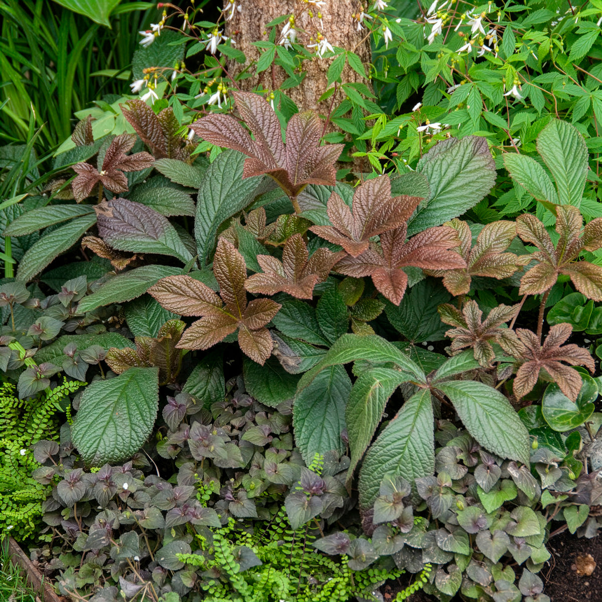 Rodgersia Bronze Peacock - Willemse