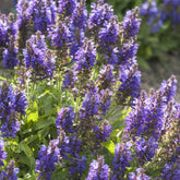 Sauge des bois Marcus - Willemse