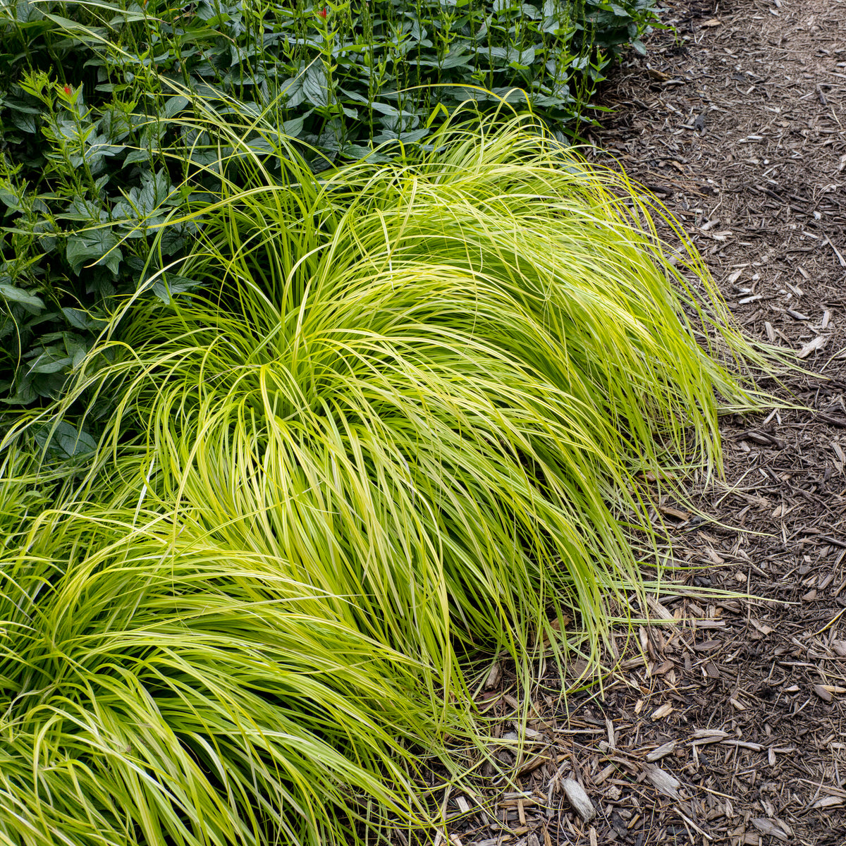 Laîche d'Oshima Everillo® - Carex - Willemse