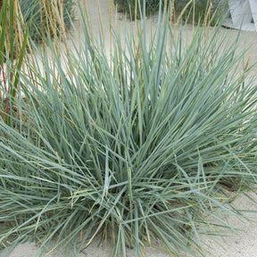 Seigle de mer Blue Dune - Leymus arenarius Blue Dune - Willemse