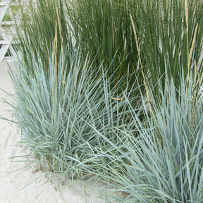 Graminées - Seigle de mer Blue Dune - Leymus arenarius Blue Dune