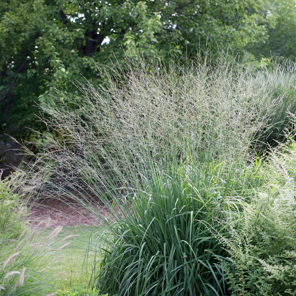 Molinie élevé Skyracer - Willemse