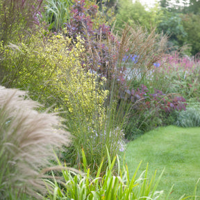 Molinia arundinacea Skyracer - Molinie élevé Skyracer - Molinie