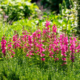 Sidalcée Brilliant - Willemse