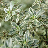 Thym citron Silver Queen - Willemse