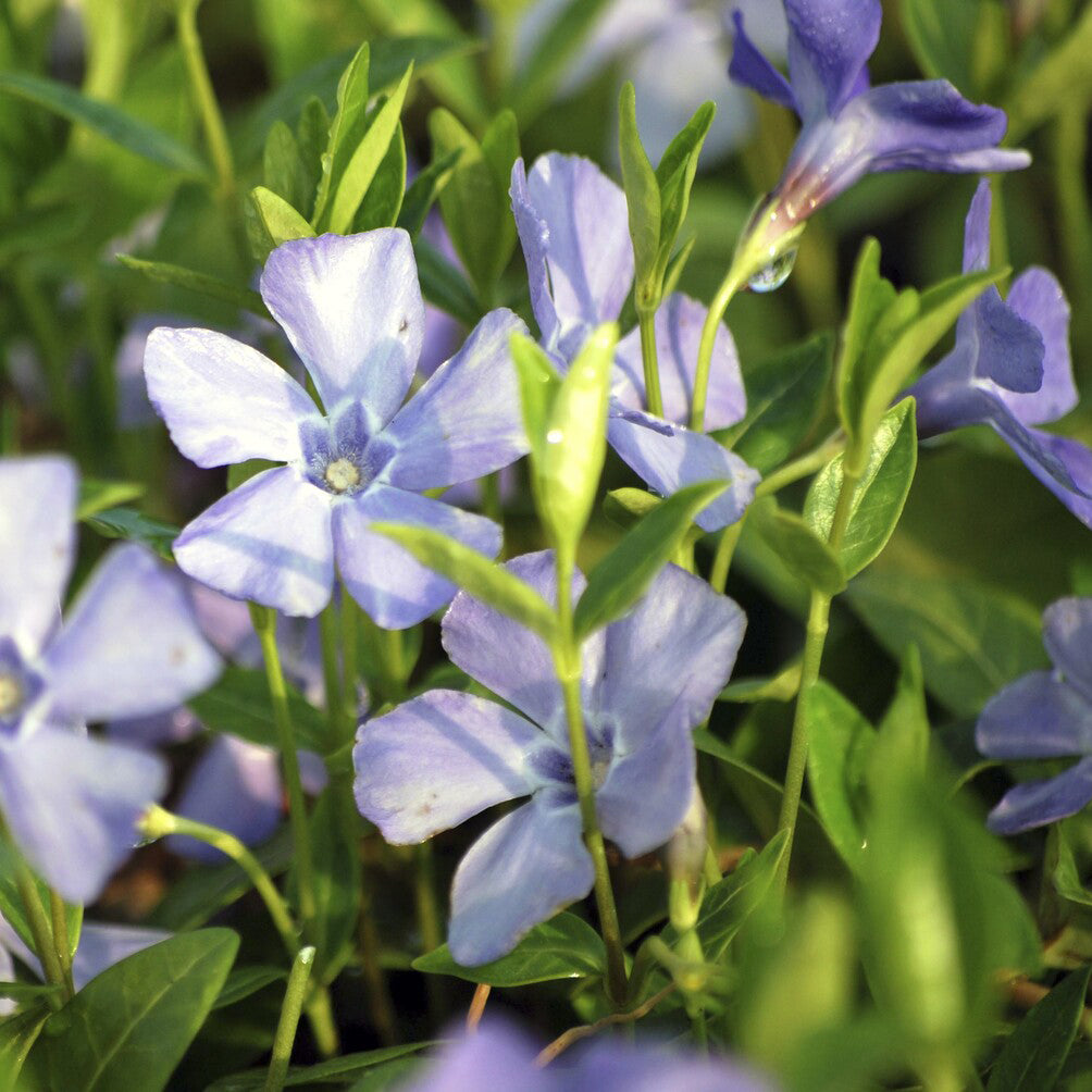 12 Plants Vinca Minor Alba - Petite Pervenche Blanche - Couvre-sol Persistant - Pot 9x9 Cm