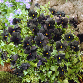 Viola cornuta Molly Sanderson - Violette cornue Molly Sanderson - Pensée - Violette - Pensée