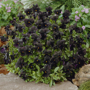 Violette cornue Molly Sanderson - Pensée - Willemse