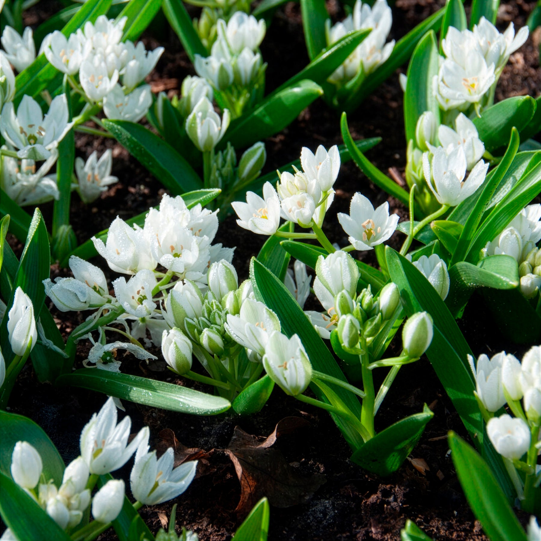 20 Ornithogales - Ornithogalum balansae - Willemse