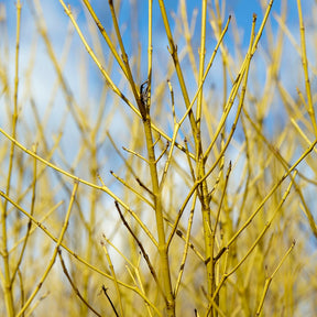 Cornouiller à bois jaune Flaviramea - Cornus sericea flaviramea - Arbustes