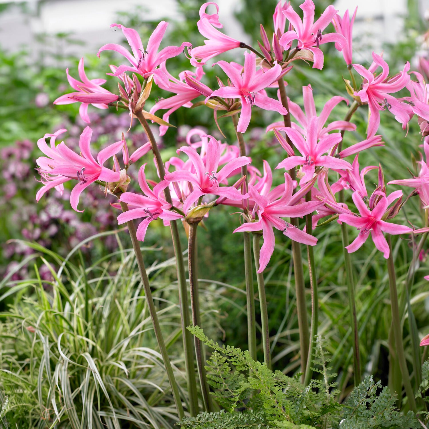 4 Amarines belladiva aphrodite - Amarine belladiva aphrodite - Willemse