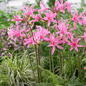 4 Amarines belladiva aphrodite - Amarine belladiva aphrodite - Willemse