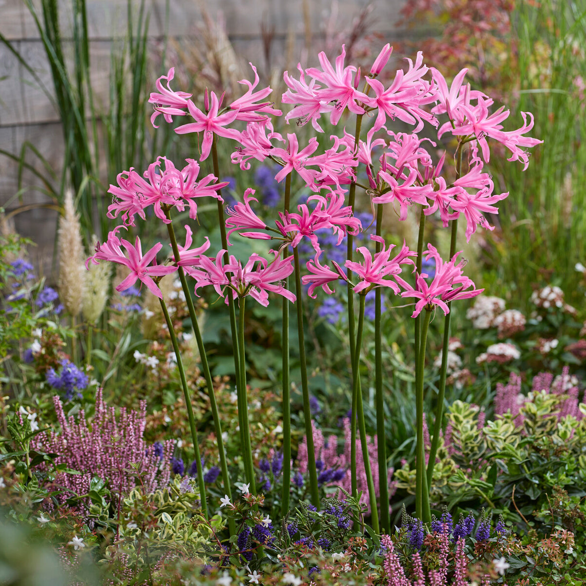 4 Amarines belladiva aphrodite - Willemse