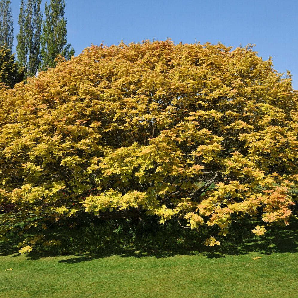 Erable sycomore Brilliantissimum - Acer pseudoplatanus 'brilliantissimum' - Plantes