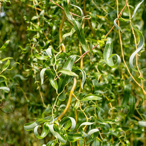 Saule pleureur tortueux - Salix babylonica tortuosa - Arbres