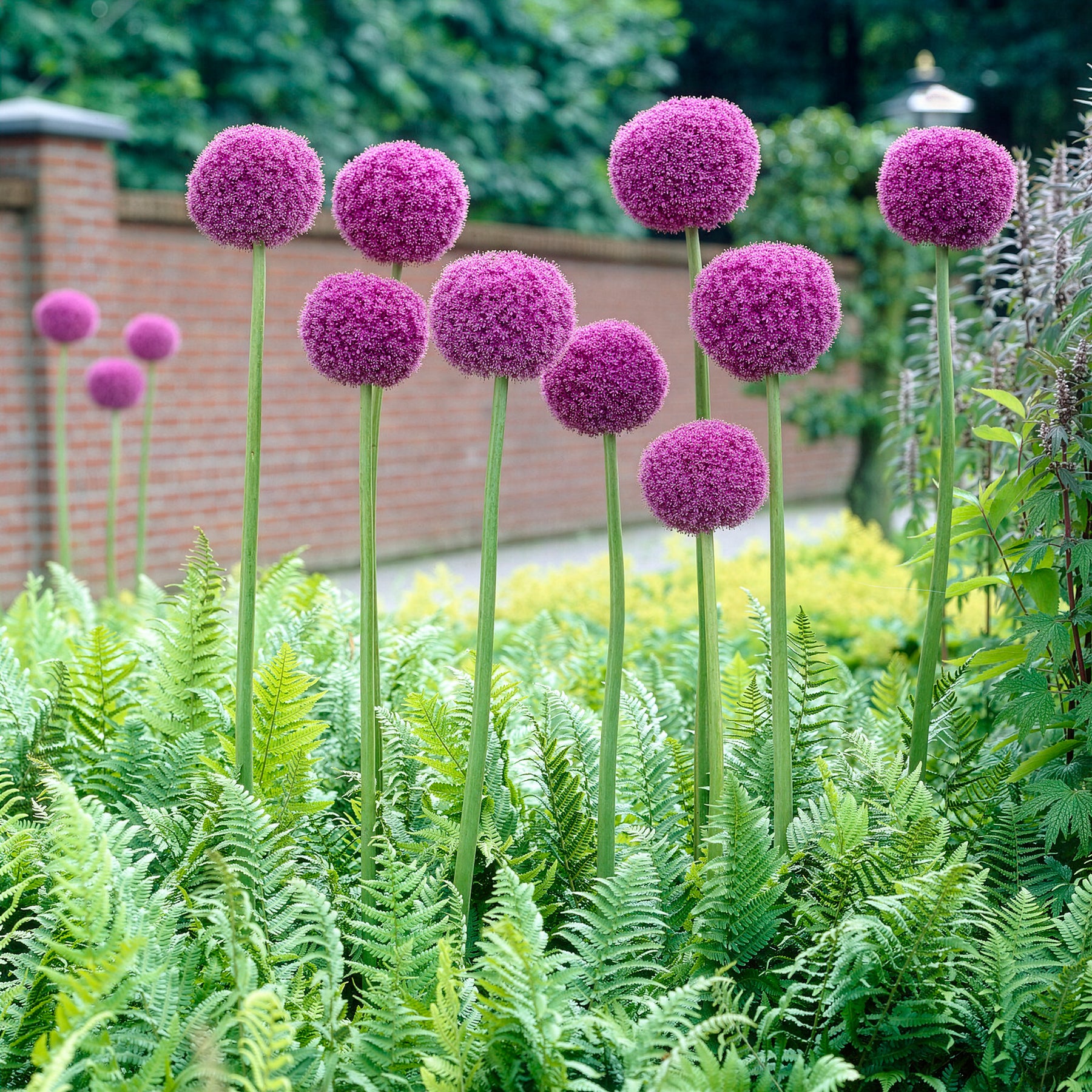 Allium - Ail géant de l'Himalaya - Allium giganteum