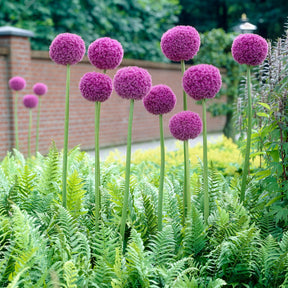 Allium - Ail géant de l'Himalaya - Allium giganteum