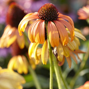 Echinacea purpurea Tangerine Dream ® - Echinacée  Tangerine Dream ®  - Échinacée - Echinacea