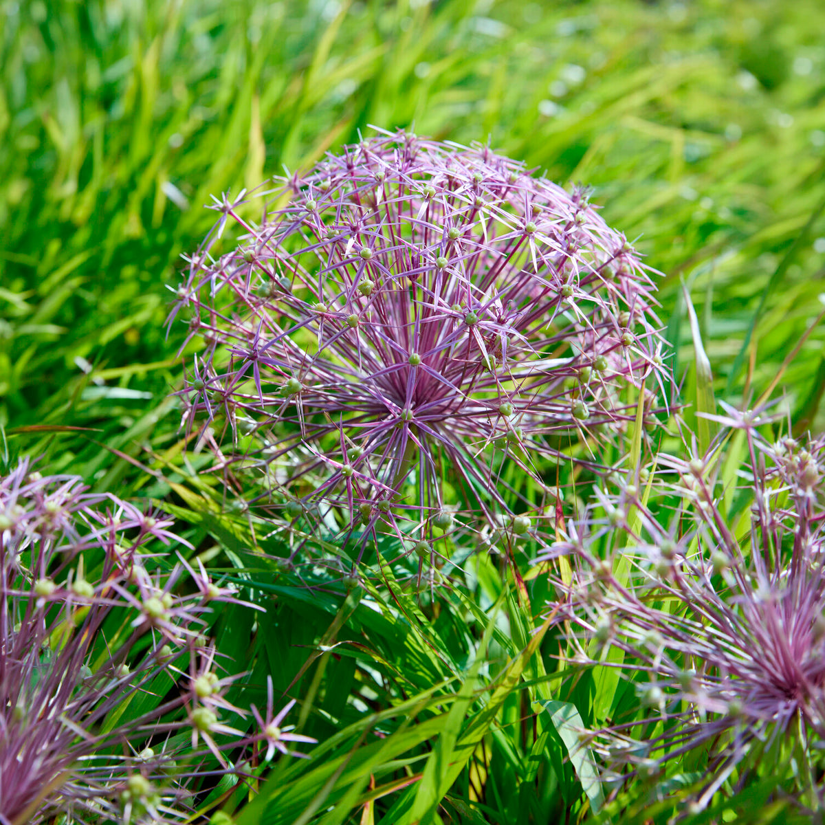 10 Alliums Christophii - Willemse