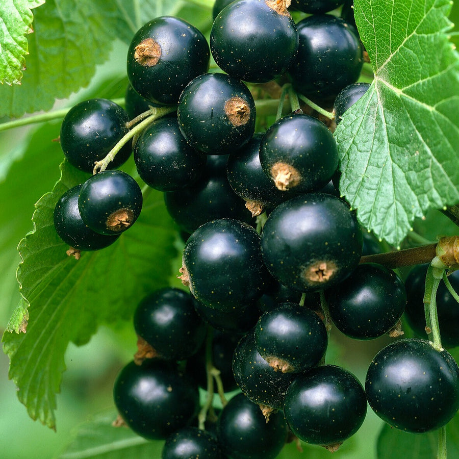 G34 - Ribes Nigrum - cassis