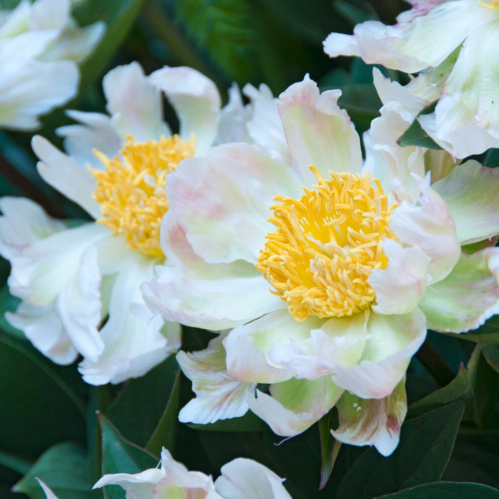 Pivoine lactiflora Green Lotus - Paeonia lactiflora 'green lotus' - Plantes