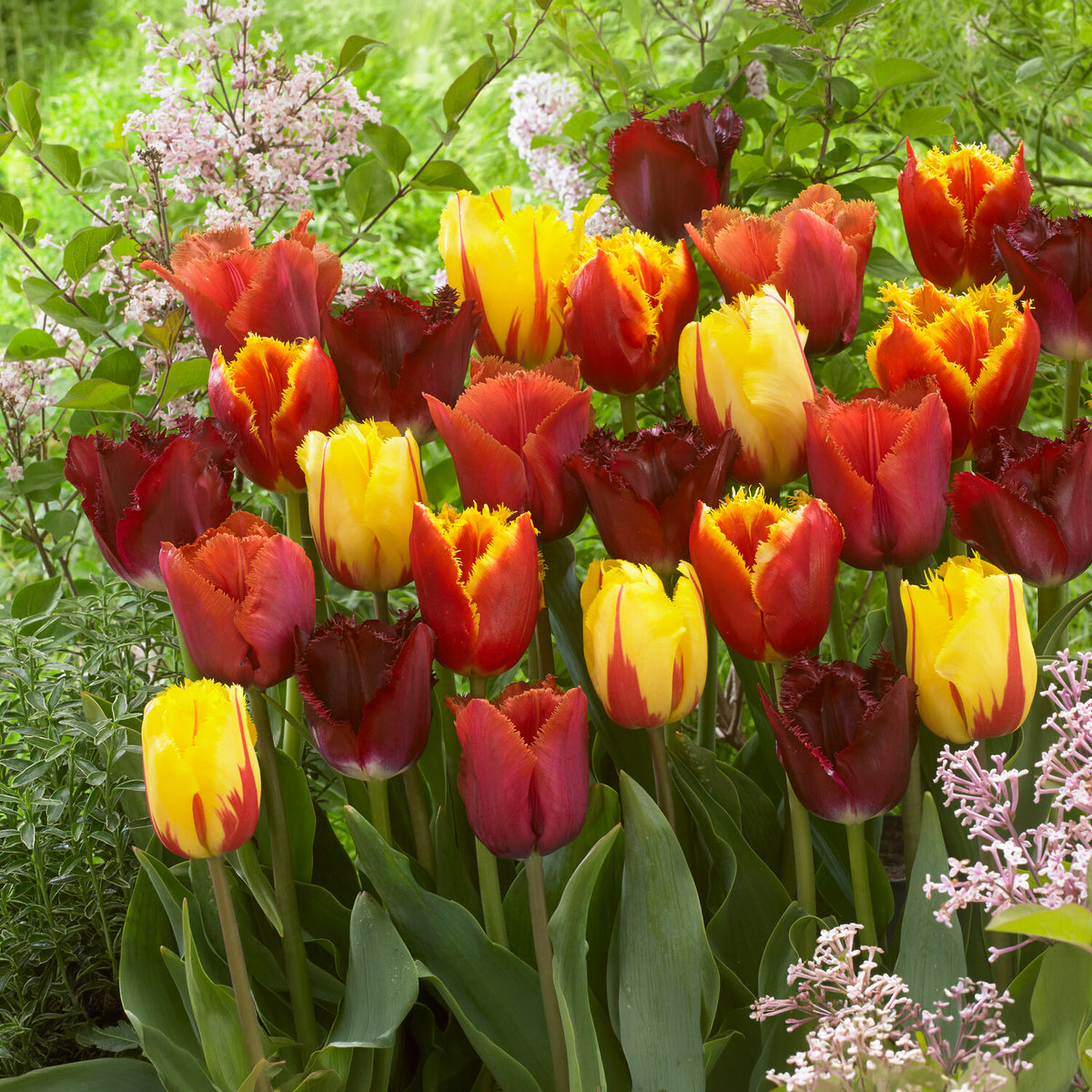 20 Tulipes frangées en mélange